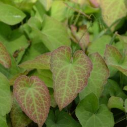 Epimedium perralchicum Fröhnleiten