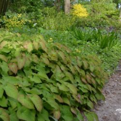 Epimedium perralchicum Fröhnleiten