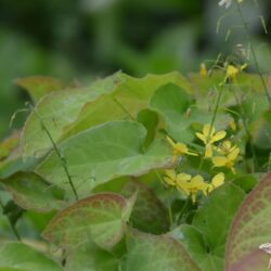 Epimedium perralchicum Fröhnleiten