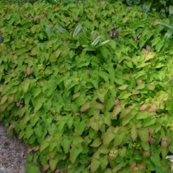 Epimedium perralchicum Fröhnleiten