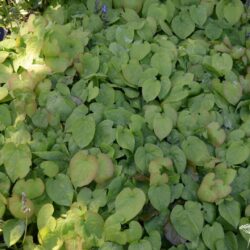 Epimedium perralchicum