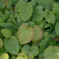 Epimedium perralchicum