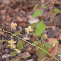 Epimedium pinnatum Black Sea