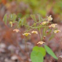 Epimedium pinnatum Black Sea