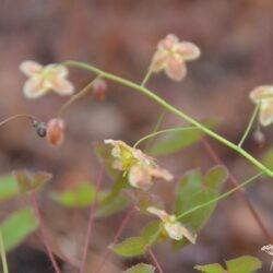 Epimedium pinnatum Black Sea