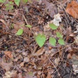 Epimedium pinnatum Black Sea