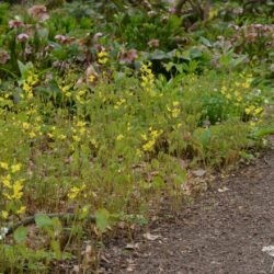 Epimedium pinnatum subsp. colchicum