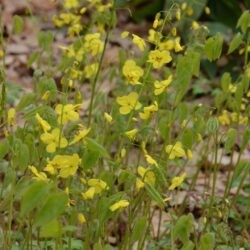 Epimedium pinnatum subsp. colchicum