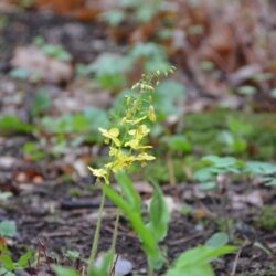 Epimedium pinnatum subsp. colchicum