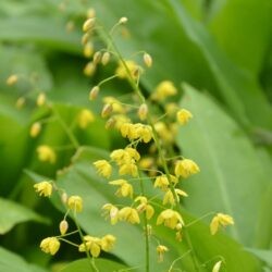 Epimedium pinnatum subsp. colchicum