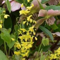 Epimedium pinnatum subsp. colchicum