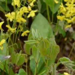 Epimedium pinnatum subsp. colchicum