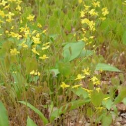 Epimedium pinnatum subsp. colchicum