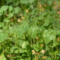 Epimedium x warleyense Orange Königin