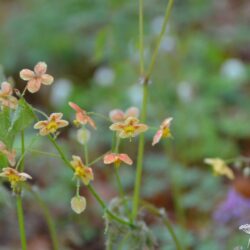 Epimedium x warleyense Orange Königin