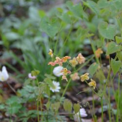 Epimedium x warleyense Orange Königin