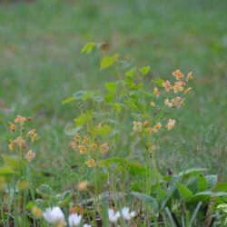 Epimedium x warleyense Orange Königin