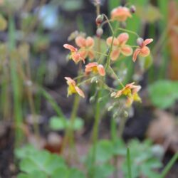 Epimedium x warleyense Orange Königin