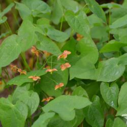 Epimedium x warleyense Orange Königin