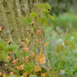 Epimedium x warleyense Orange Königin