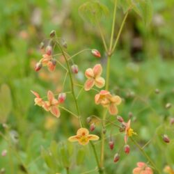 Epimedium x warleyense Orange Königin