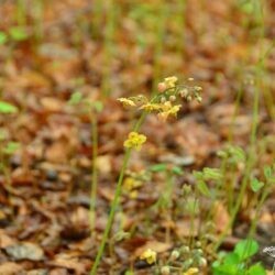 Epimedium x warleyense