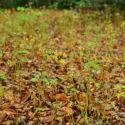 Epimedium x warleyense