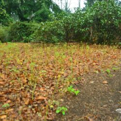 Epimedium x warleyense