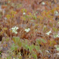 Epimedium x youngianum Typicum