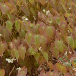 Epimedium x youngianum Typicum