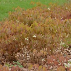 Epimedium x youngianum Typicum