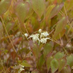 Epimedium x youngianum Typicum