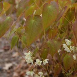 Epimedium x youngianum Typicum