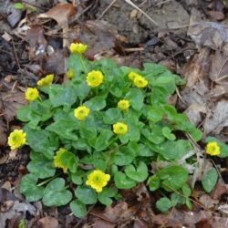 Ficaria verna Flore Pleno