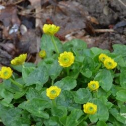 Ficaria verna Flore Pleno