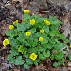 Ficaria verna Flore Pleno