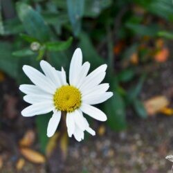 Leucanthemum superbum Juno