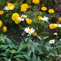 Leucanthemum superbum Juno