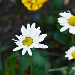 Leucanthemum superbum Juno