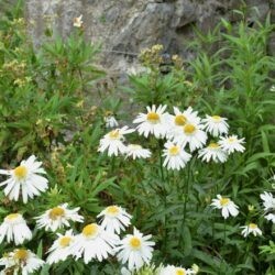 Leucanthemum superbum Wirral Supreme