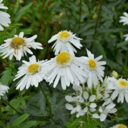 Leucanthemum superbum Wirral Supreme