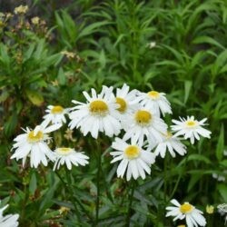 Leucanthemum superbum Wirral Supreme