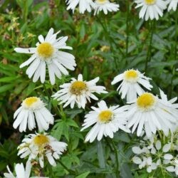 Leucanthemum superbum Wirral Supreme