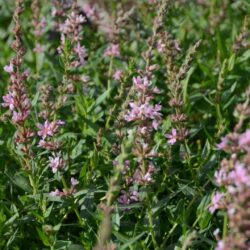 Lythrum salicaria Pink Tails