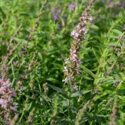 Lythrum salicaria Pink Tails