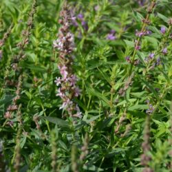 Lythrum salicaria Pink Tails