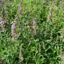 Lythrum salicaria Pink Tails