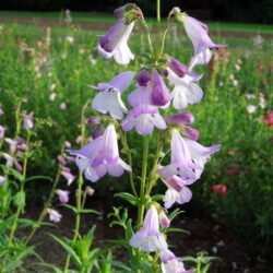 Penstemon Alice Hindley