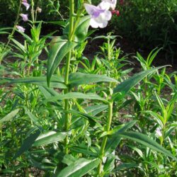 Penstemon Alice Hindley