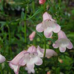 Penstemon Apple Blossom